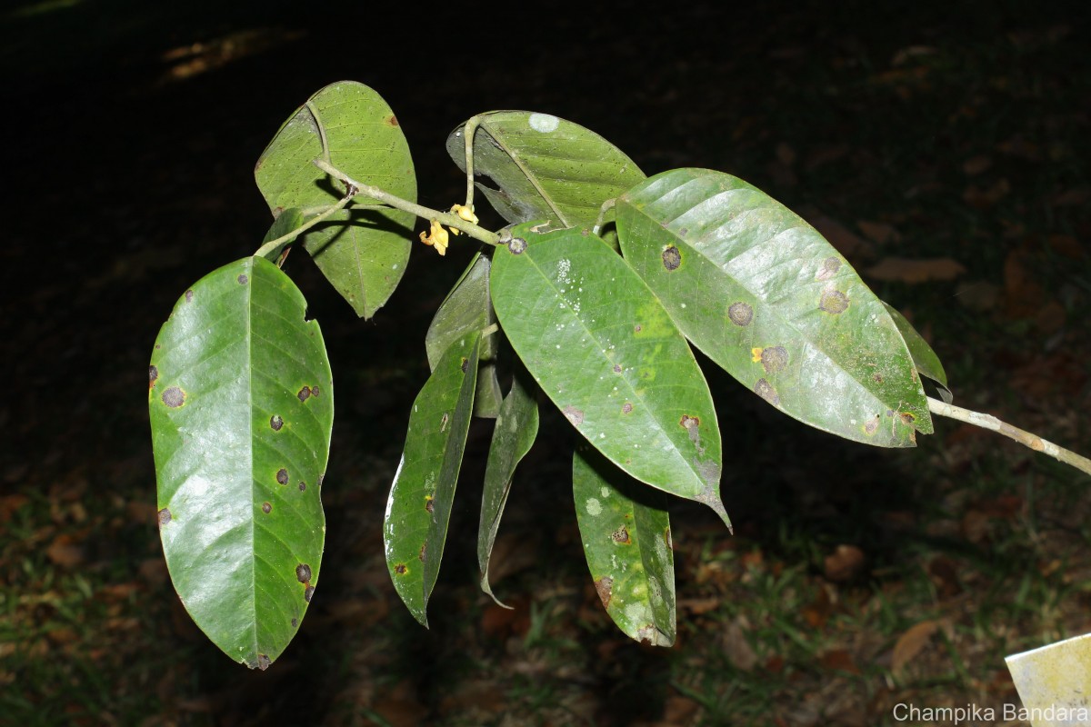 Stemonoporus kanneliyensis Kosterm.